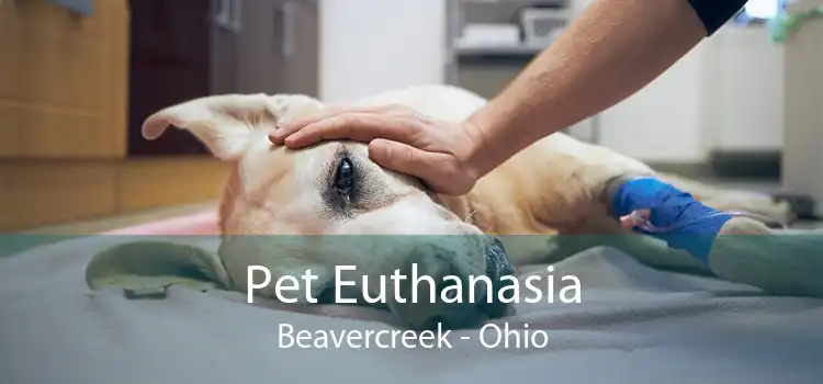 Pet Euthanasia Beavercreek - Ohio