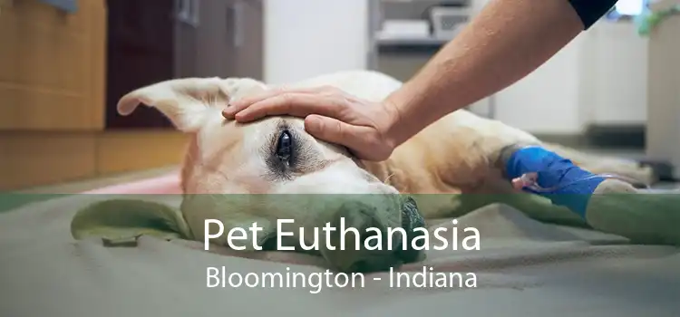 Pet Euthanasia Bloomington - Indiana