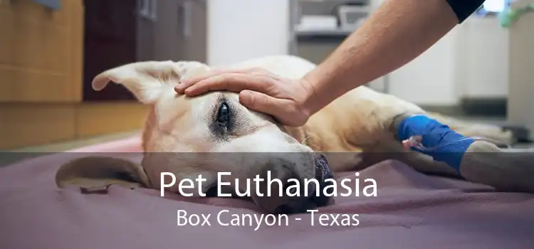 Pet Euthanasia Box Canyon - Texas