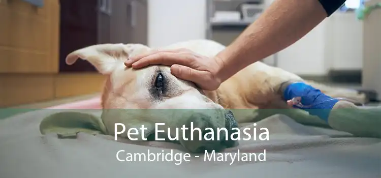 Pet Euthanasia Cambridge - Maryland