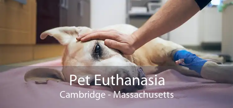 Pet Euthanasia Cambridge - Massachusetts