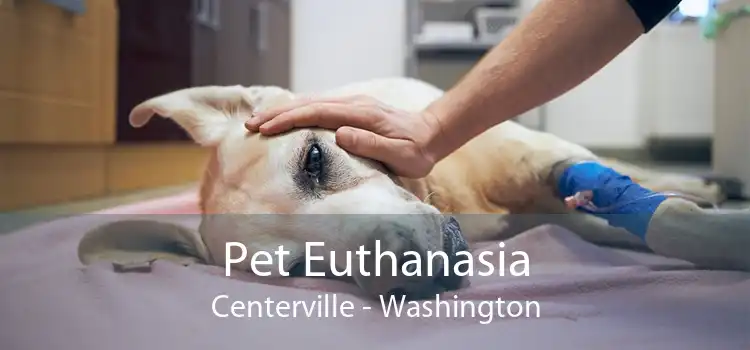 Pet Euthanasia Centerville - Washington