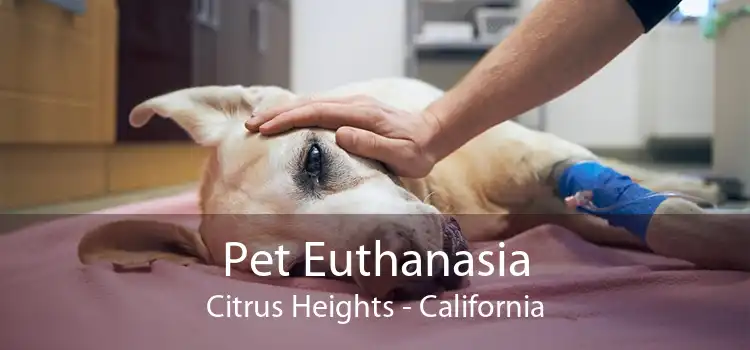 Pet Euthanasia Citrus Heights - California