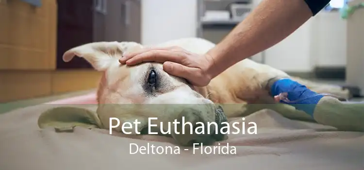 Pet Euthanasia Deltona - Florida