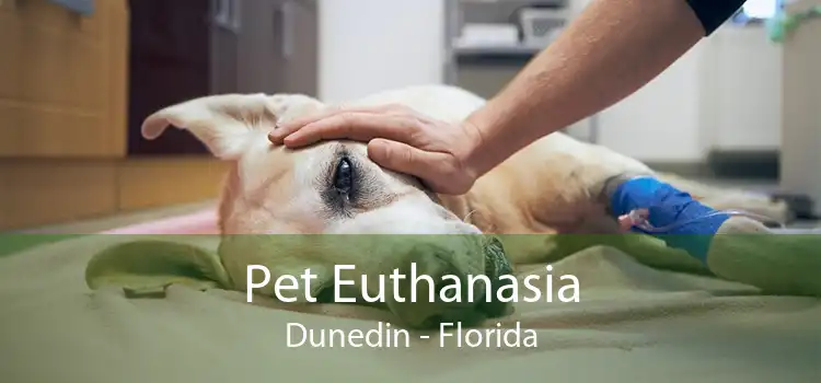 Pet Euthanasia Dunedin - Florida