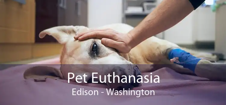 Pet Euthanasia Edison - Washington