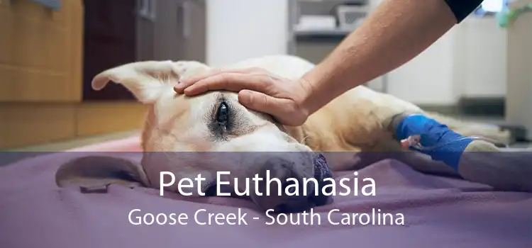 Pet Euthanasia Goose Creek - South Carolina