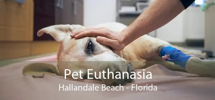 Pet Euthanasia Hallandale Beach - Florida