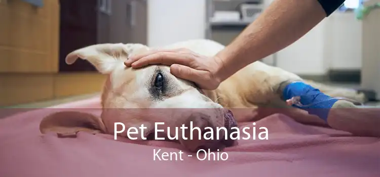 Pet Euthanasia Kent - Ohio