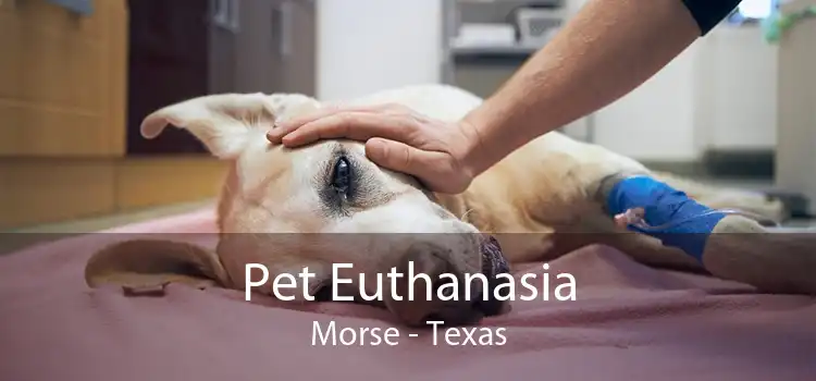 Pet Euthanasia Morse - Texas