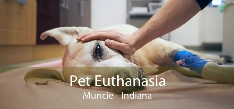 Pet Euthanasia Muncie - Indiana