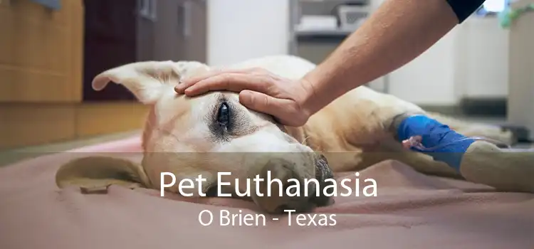 Pet Euthanasia O Brien - Texas