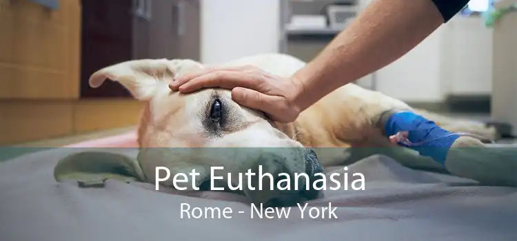 Pet Euthanasia Rome - New York