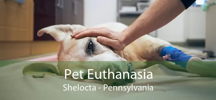 Pet Euthanasia Shelocta - Pennsylvania