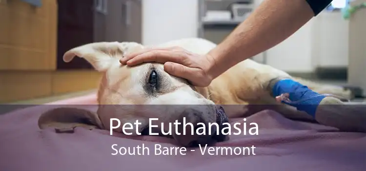 Pet Euthanasia South Barre - Vermont