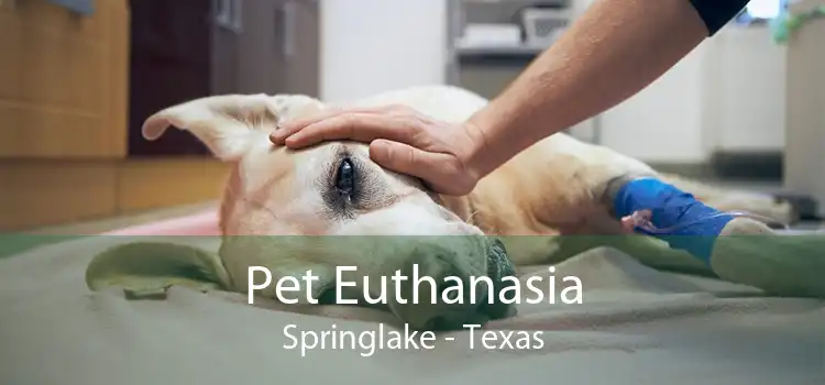 Pet Euthanasia Springlake - Texas