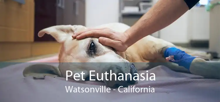 Pet Euthanasia Watsonville - California