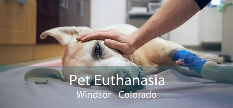 Pet Euthanasia Windsor - Colorado