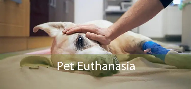 Pet Euthanasia 