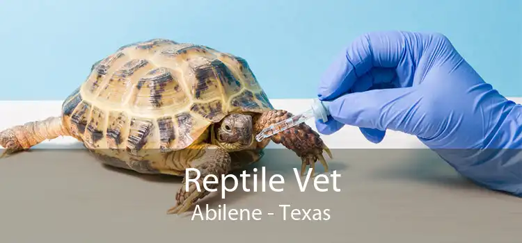 Reptile Vet Abilene - Texas