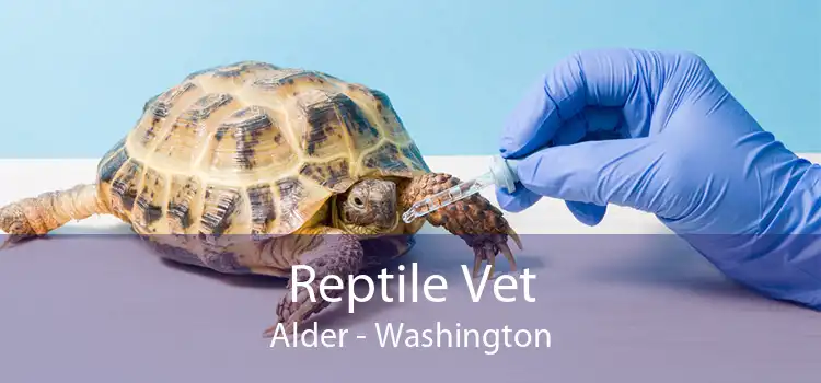 Reptile Vet Alder - Washington