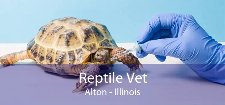 Reptile Vet Alton - Illinois