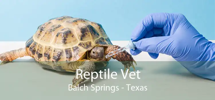 Reptile Vet Balch Springs - Texas