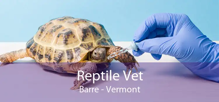 Reptile Vet Barre - Vermont
