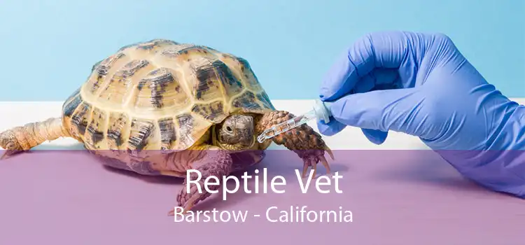 Reptile Vet Barstow - California