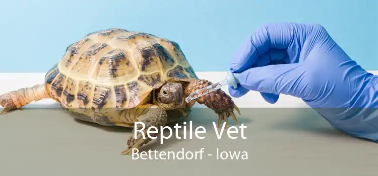 Reptile Vet Bettendorf - Iowa