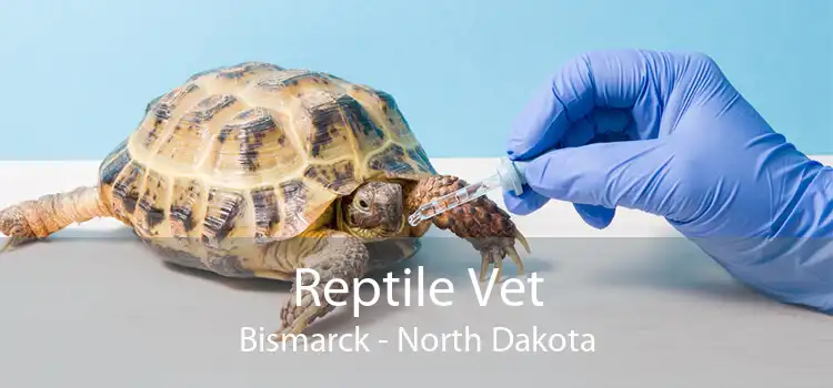 Reptile Vet Bismarck - North Dakota