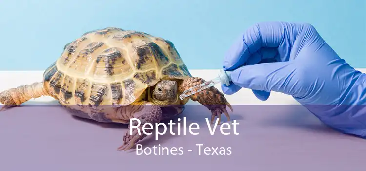 Reptile Vet Botines - Texas
