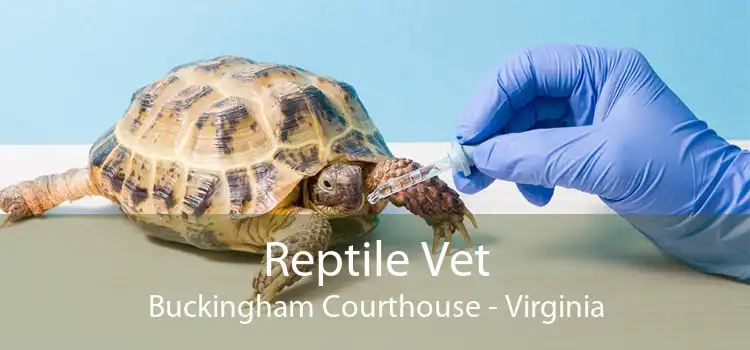 Reptile Vet Buckingham Courthouse - Virginia