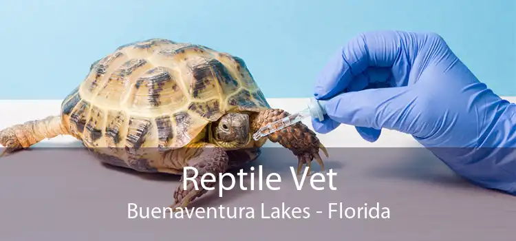 Reptile Vet Buenaventura Lakes - Florida