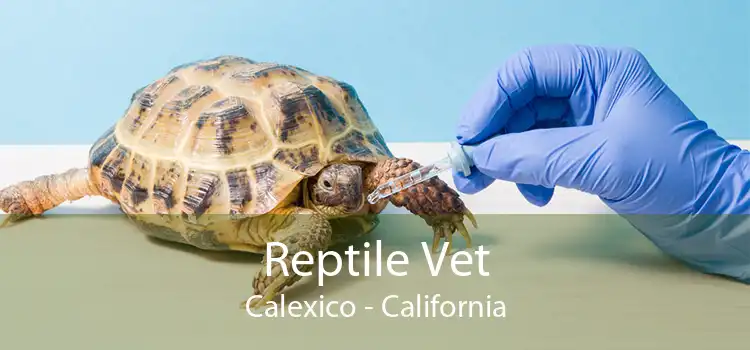 Reptile Vet Calexico - California
