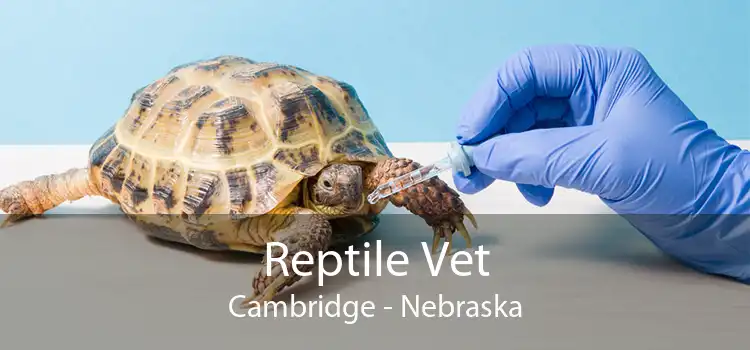 Reptile Vet Cambridge - Nebraska
