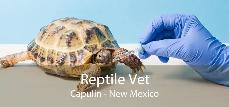 Reptile Vet Capulin - New Mexico