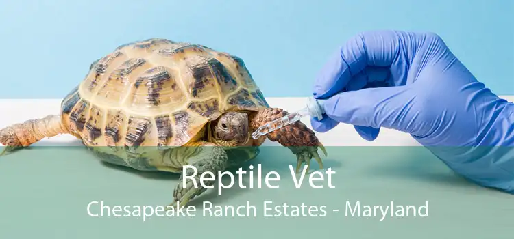 Reptile Vet Chesapeake Ranch Estates - Maryland