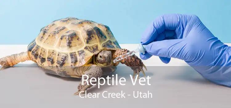 Reptile Vet Clear Creek - Utah