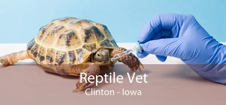 Reptile Vet Clinton - Iowa