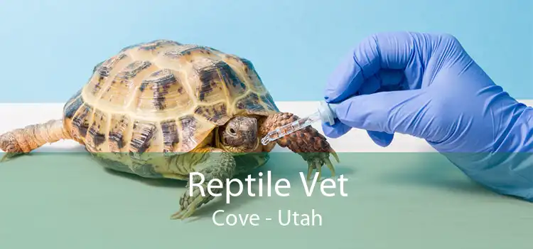 Reptile Vet Cove - Utah