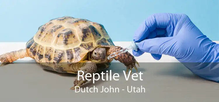 Reptile Vet Dutch John - Utah
