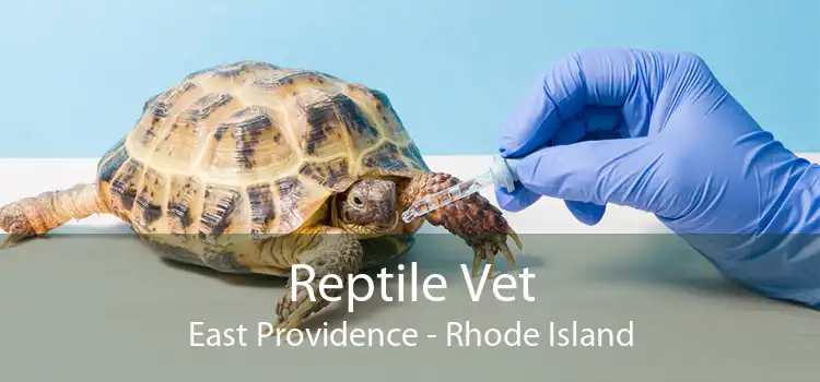 Reptile Vet East Providence - Rhode Island