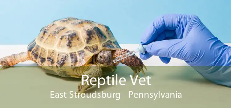 Reptile Vet East Stroudsburg - Pennsylvania