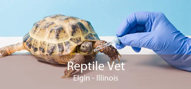 Reptile Vet Elgin - Illinois