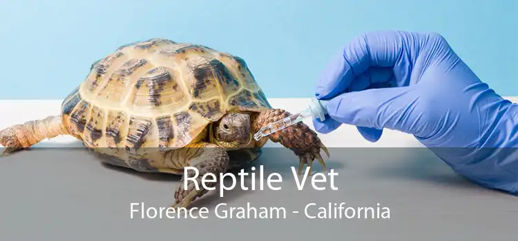 Reptile Vet Florence Graham - California