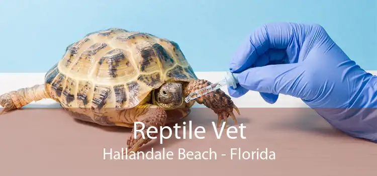 Reptile Vet Hallandale Beach - Florida