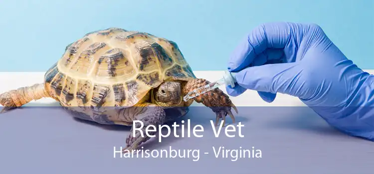 Reptile Vet Harrisonburg - Virginia