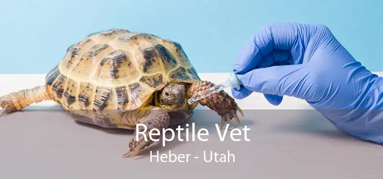 Reptile Vet Heber - Utah