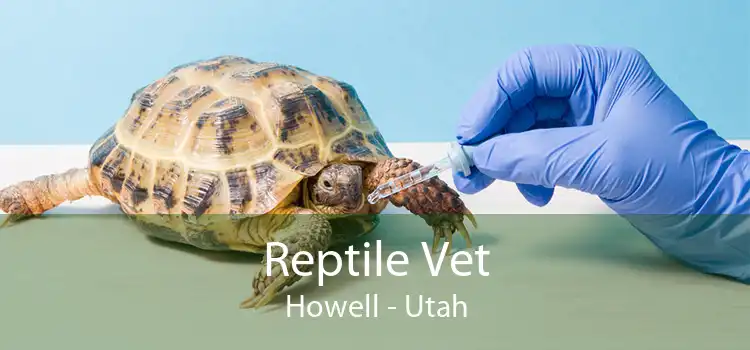 Reptile Vet Howell - Utah